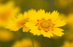 coreopsis