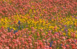 coreopsis, indian paintbrush, bluebonnets and phlox