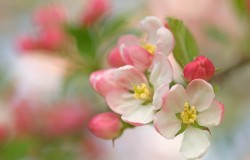 crab apple blossom 2
