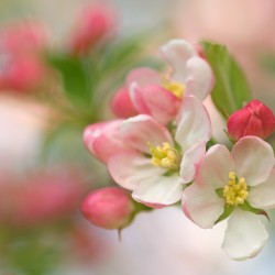 crab apple blossom 2