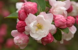 crab apple blossom