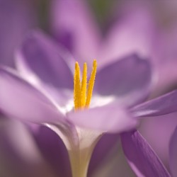 crocus 2