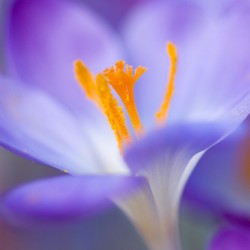 crocus