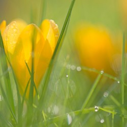 crocus in wet grass
