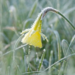 daffodil with frost 2