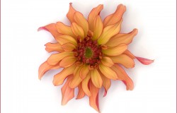 dahlia on white