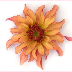 dahlia on white
