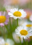 daisies