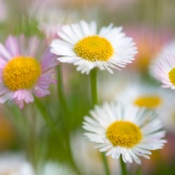 daisies