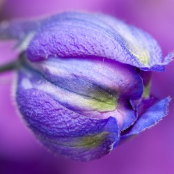 delphinium bud