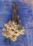 dried flowers 2