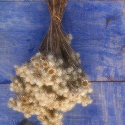 dried flowers 2