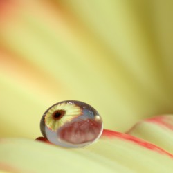 gerbera
