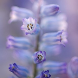 hyacinthella