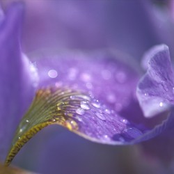 iris
