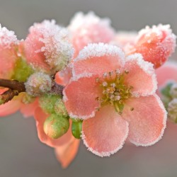 japonica with frost