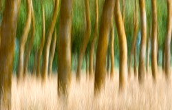 loire trees