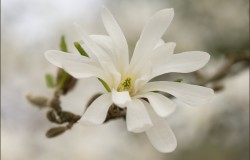 magnolia stellata
