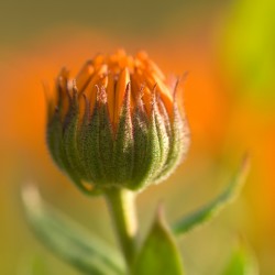 marigold bud