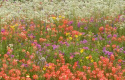 mixed wildflowers