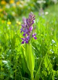 orchid