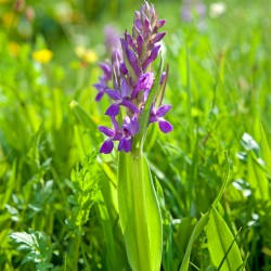 orchid