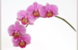 orchid on white