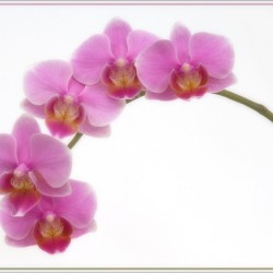 orchid on white