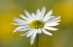 ox eye daisy