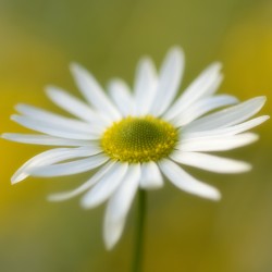 ox eye daisy