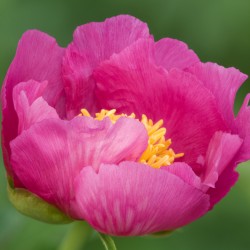 peony