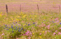 phlox, bluebonnets and fence