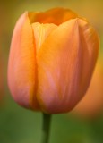 pink and orange tulip