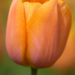 pink and orange tulip