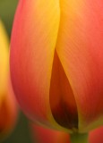 pink and yellow tulip
