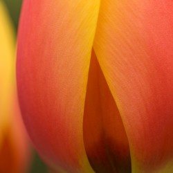 pink and yellow tulip