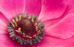 pink anemone