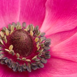 pink anemone