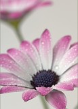 pink osteospermum