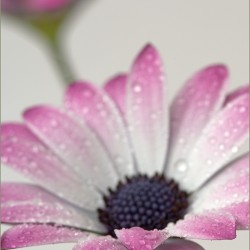 pink osteospermum