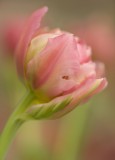 pink tulip 2