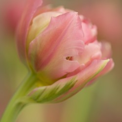 pink tulip 2