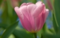 pink tulip