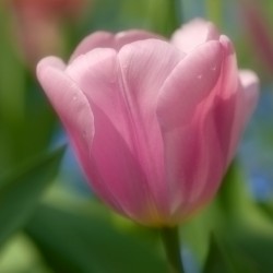 pink tulip