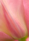 pink tulip abstract