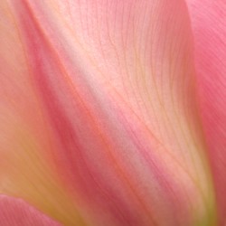 pink tulip abstract