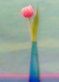 pink tulip
