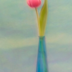 pink tulip
