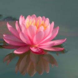 pink water lily