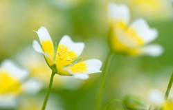 poached egg flower